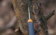 Нож Morakniv Companion F Serrated, нержавеющая сталь, 11829 - Нож Morakniv Companion F Serrated, нержавеющая сталь, 11829